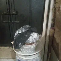 لوازم گچ کاری