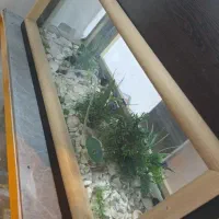 اکواریوم|ماهی|یاسوج, |دیوار