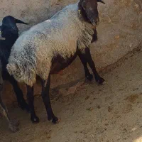 فروش قوچ|حیوانات مزرعه|ساوه, |دیوار