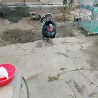 اردک ورامینی و خارجی مرغ و خروس|حیوانات مزرعه|گرگان, |دیوار