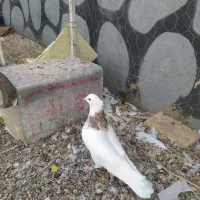 نر طوقی|پرنده|بافق, |دیوار