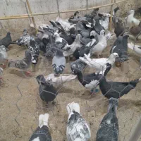 تعداد ۹۵عدد جنگنده پرشی|پرنده|تاکستان, |دیوار