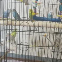 مرغ عشق|پرنده|کلاچای, |دیوار