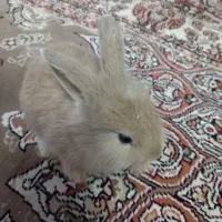 خرگوش نژاد دار|موش و خرگوش|اصفهان, گلستان|دیوار