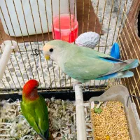 کوتوله برزیلی|پرنده|زاهدان, |دیوار