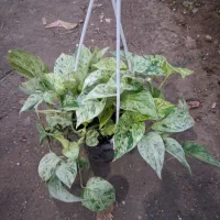 گل در گلکده نازنین