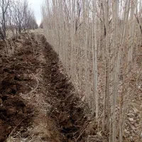 صنوبر تک نهال