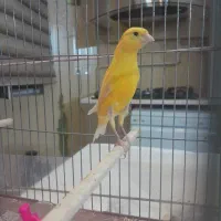 قناری نر پرتقالی سرخ دوعدد بخوان