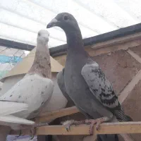 هفرنگ