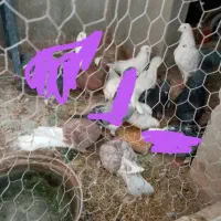 کبوتر جفت 350