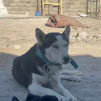 سگ هاسکی|سگ|ورامین, ورامین|دیوار