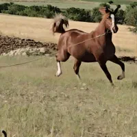 مادیان عرب مصری چند نشون سفید خوشگل اسب|اسب و تجهیزات اسب‌سواری|تهران, طرشت|دیوار