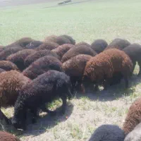 بره ماده