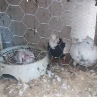 بشرط ۱بشرط|پرنده|مشهد, انصار|دیوار