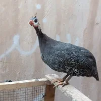 مرغ هندی|حیوانات مزرعه|چغادک, |دیوار