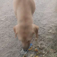 سگ پا کوتاه|سگ|مشهد, شهرک مهر آباد|دیوار