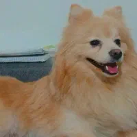 سگ پامر خرسی و روباهی معاوضه با توله ژرمن نر|سگ|تهران, علم و صنعت|دیوار