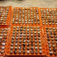 تخم نطفه دار بلدرچین|حیوانات مزرعه|خمام, |دیوار