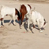 ۷ بز مطفل و ابستن و کهره نر و ماده|حیوانات مزرعه|اهواز, گلدشت|دیوار