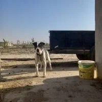 توله سگ پیتبول کنکورسو