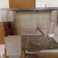 فروش قفس ولونه پرنده|لوازم جانبی حیوانات|سبزوار, قصبه شرقی|دیوار