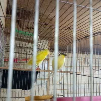 قناری رسمی بلند|پرنده|اردبیل, |دیوار