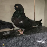 ماده قهوه ای آبادانی نر نوک ریز درشت و نوک کوتاه|پرنده|بردسیر, |دیوار