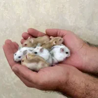 انواع نژادهمستر جیبی بندانگشتی باوسایل بازی|موش و خرگوش|اصفهان, بهاران|دیوار