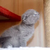 گربه اسکاتیش از مادر بریتیش|گربه|مشهد, چهارچشمه|دیوار