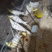 پرنده های عروسی هلندی و برزیلی