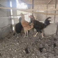 بارو با خروس لاری