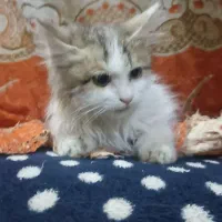 واگذاری گربه سفید پرشین|گربه|زابل, |دیوار