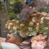 پوزه بوته ای|ماهی|اسلامشهر, شهرک مهدیه|دیوار