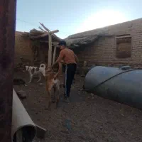 سگ سرابی اصل نترس|سگ|لالجین, |دیوار