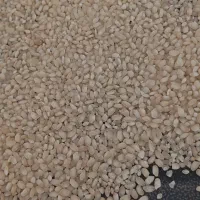 برنج گرده ،آش،زنجان،ماهنشان|عمدهفروشی|زنجانرود, |دیوار