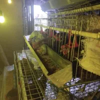 قفس مرغ|لوازم جانبی حیوانات|فردوس (خراسان), |دیوار