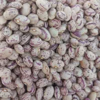 لوبیا چیتی بذر غفار