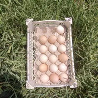 تخم مرغ برهما وآمروک ومینیاتوری