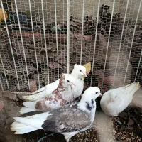 کبوتر خوش رنگ