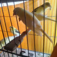 قناری نر وماده و جوجه  و فنچ