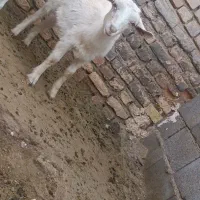 کولارسانن|حیوانات مزرعه|قائن, |دیوار