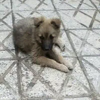 سگ گرگی سگ پلیس