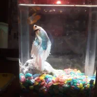 دوعددماهی فایتر نروماده هافمن نژاد دار