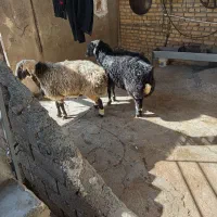 گوسفند نر و جوان|حیوانات مزرعه|هرسین, |دیوار