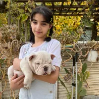 سگ انگلیش بولداگ اصیل دوماه|سگ|لواسان, |دیوار