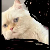 گربه پرشین اصل