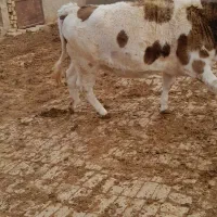 تلیسه سیمتال چاق|حیوانات مزرعه|تاکستان, |دیوار