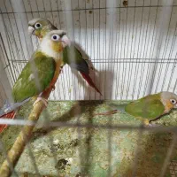 عروس هلندی گتوله مرغ عشق قناری فنج گرین چیک