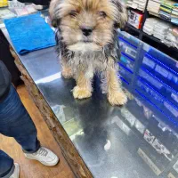 واگذاری توله یورک شایر انگلیسی