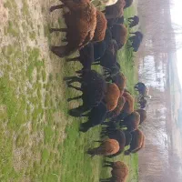 فروش گوسفند